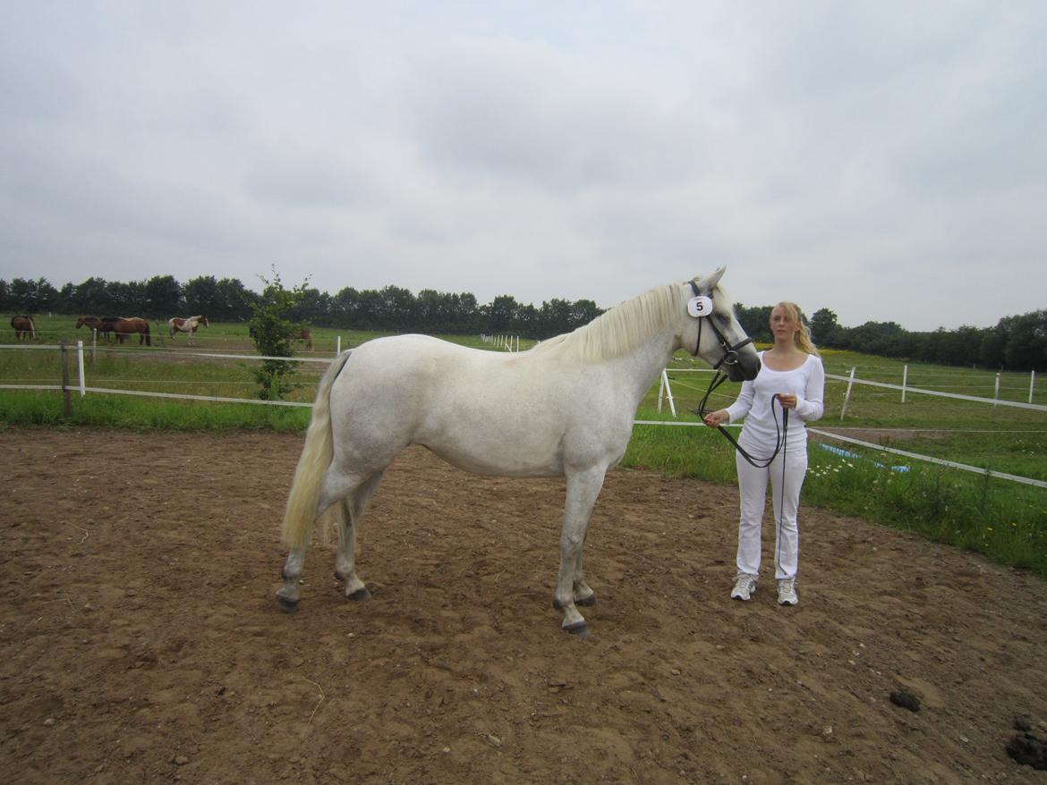 Connemara Hesselholts Kimberly - SOLGT billede 15