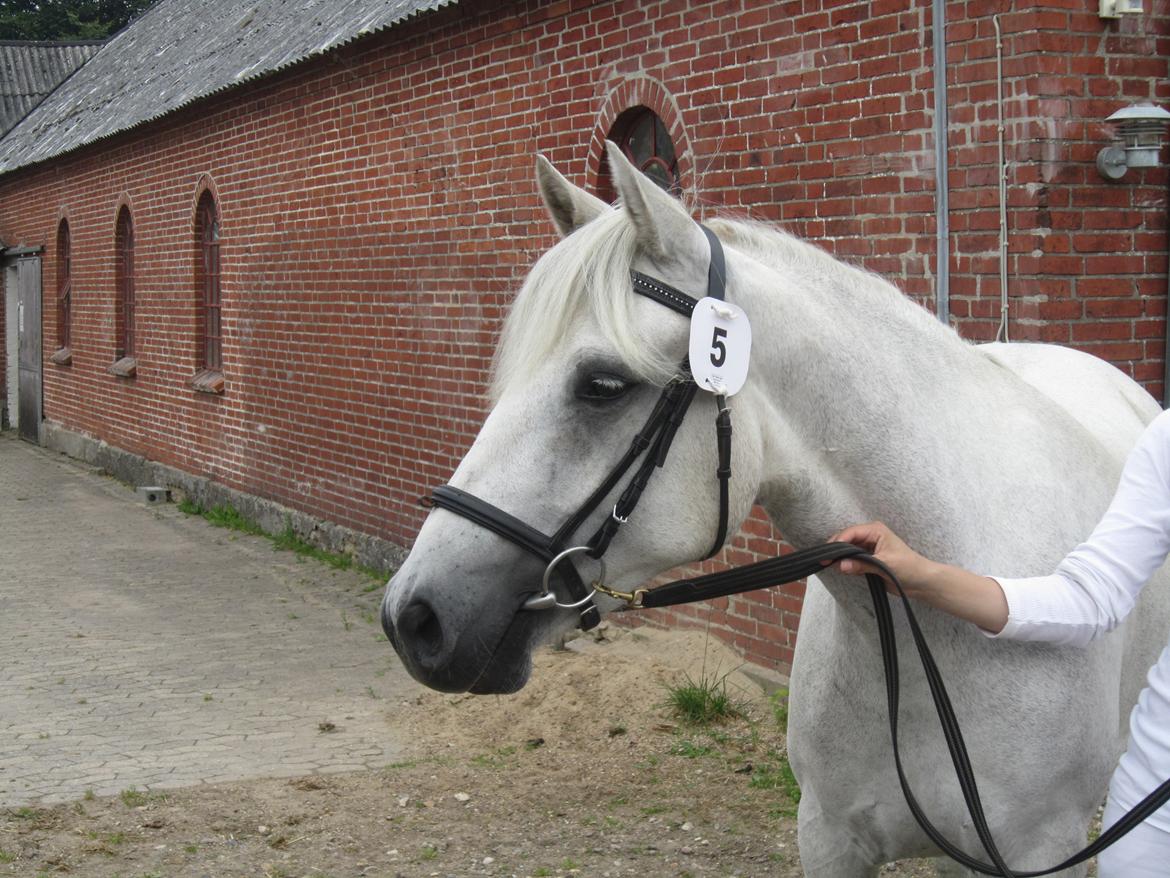 Connemara Hesselholts Kimberly - SOLGT billede 16