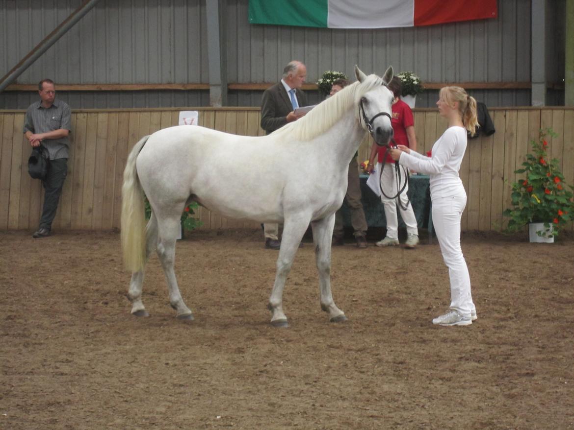 Connemara Hesselholts Kimberly - SOLGT billede 17