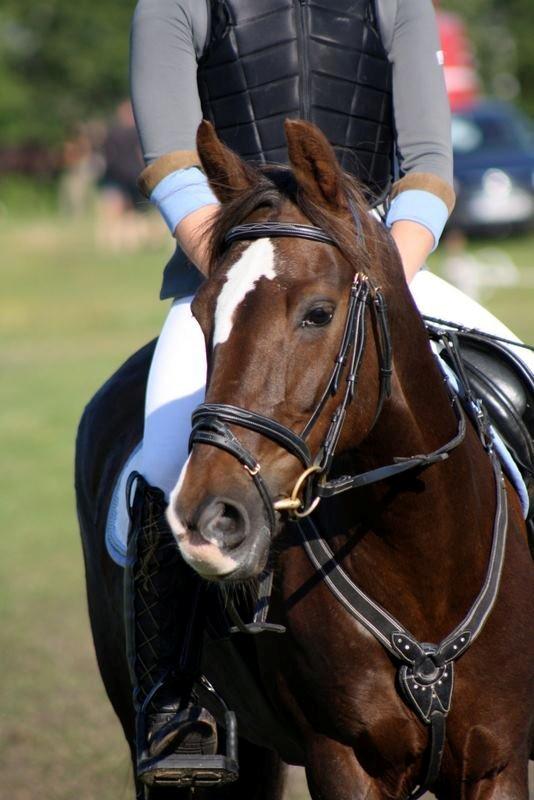 Anden særlig race Felicia billede 1