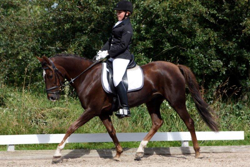 Anden særlig race Felicia billede 9