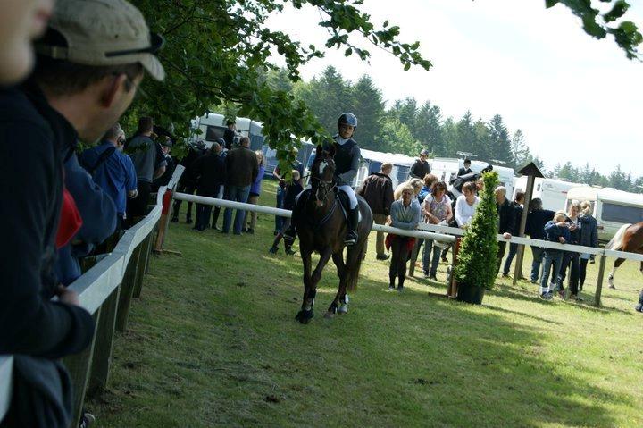 Anden særlig race Felicia billede 11