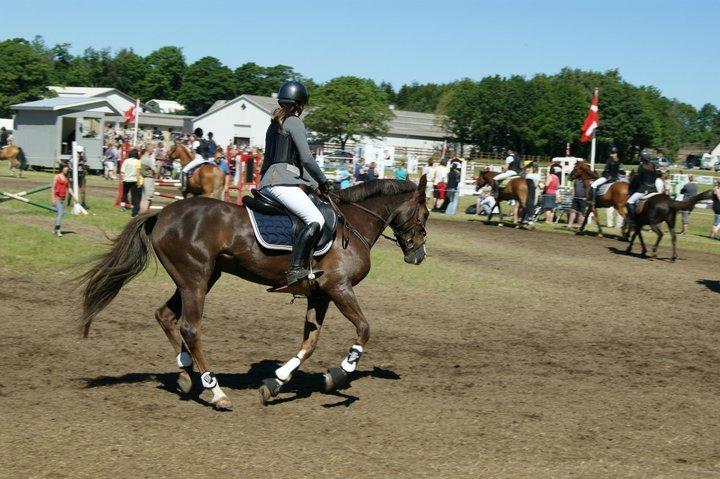 Anden særlig race Felicia billede 15