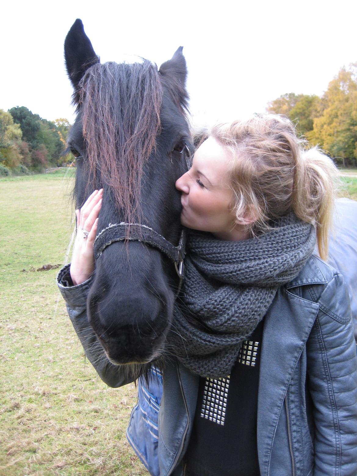 Irish Cob Sir charles - Jeg elsker dig  billede 19