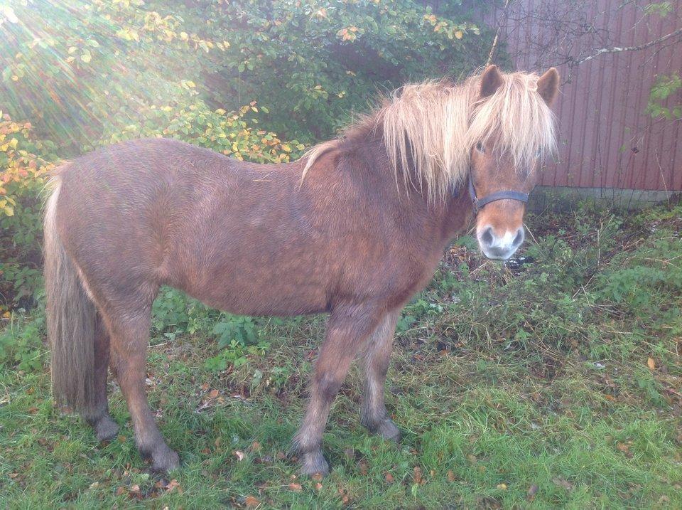 Islænder Roka billede 13