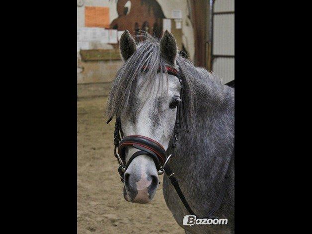 Welsh Mountain (sec A) Grandly's Afreja billede 9