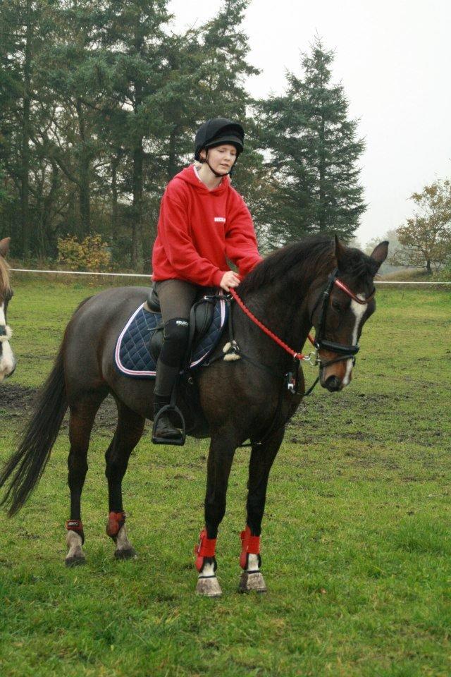 Hollandsk Sportspony Clio! <3 - Leo Cup 2012 <3 Præmie overrækkelse :-) billede 2