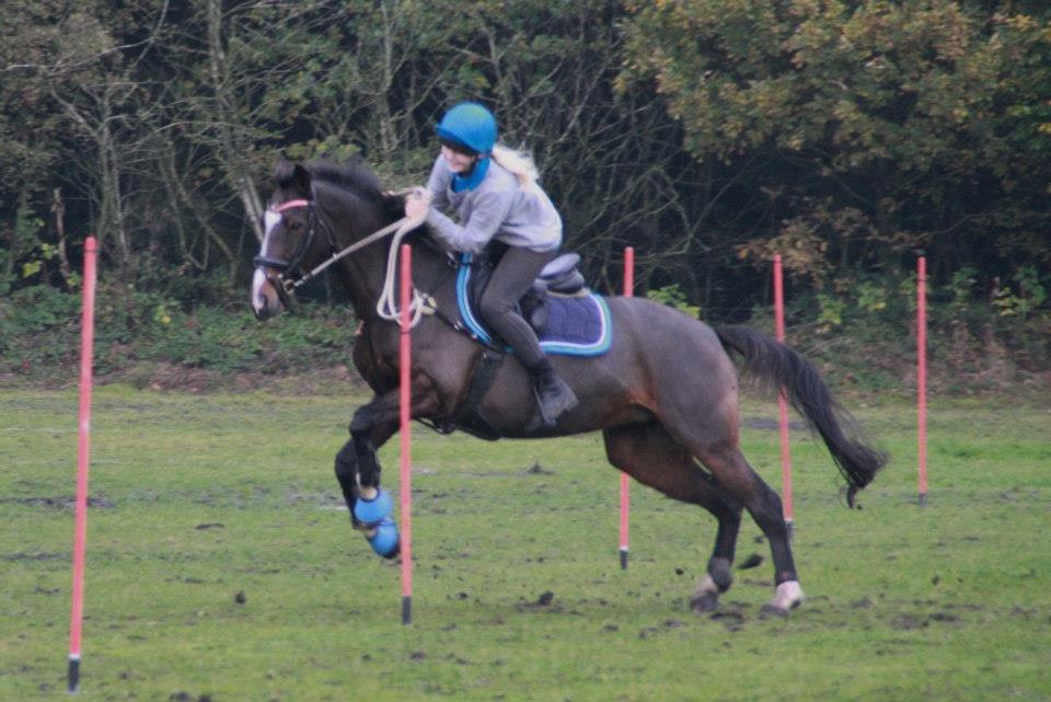 Hollandsk Sportspony Clio! <3 - Leo Cip 2012 <3 billede 3