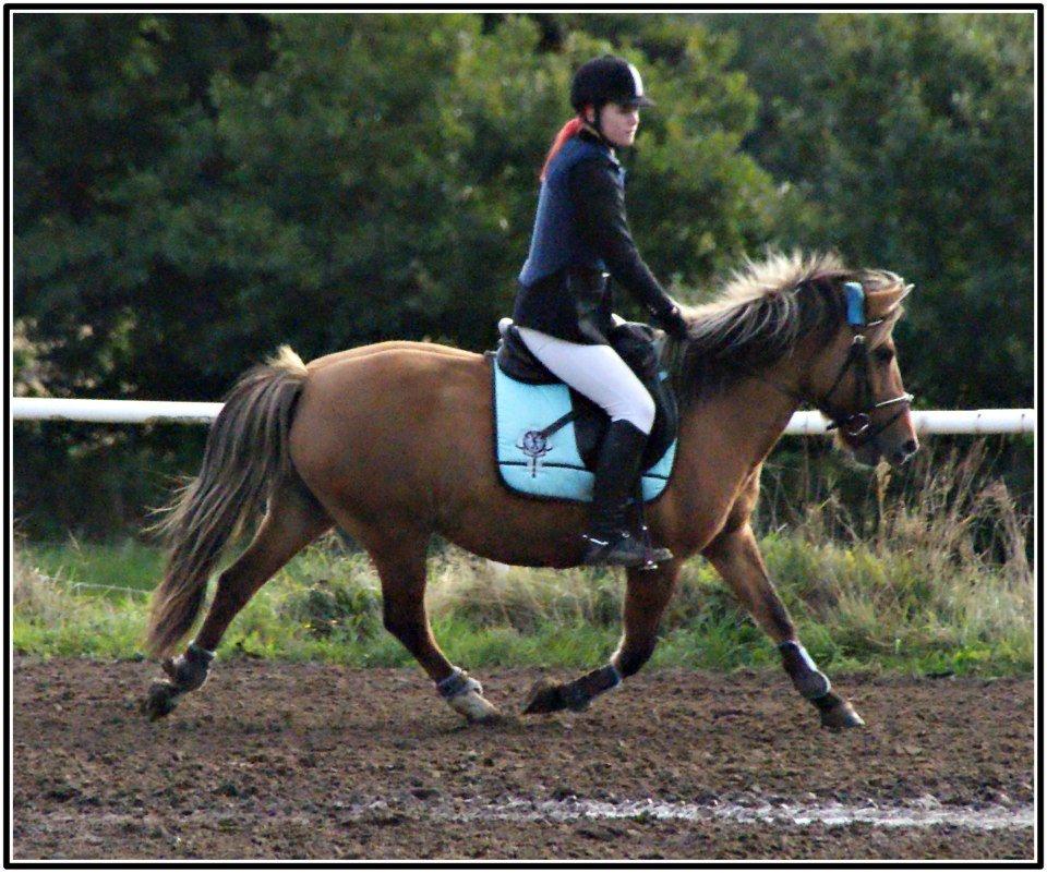 Anden særlig race Flicka RDH - Første stævne sammen - Rider normalt ikke med sporer på hende, men det fungerer altså bare meget bedre har vi fundet ud af :-) Foto: Anna Kronborg billede 6
