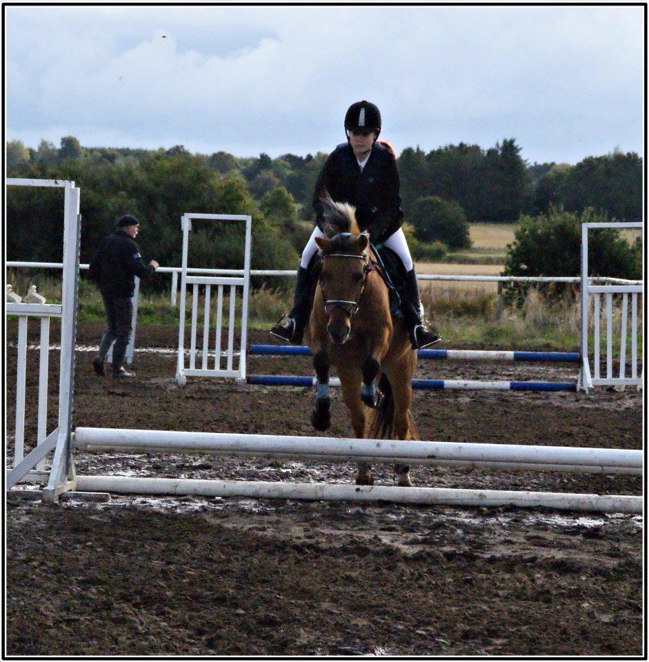 Anden særlig race Flicka RDH - Første stævne. Foto: Anna Kronborg billede 8