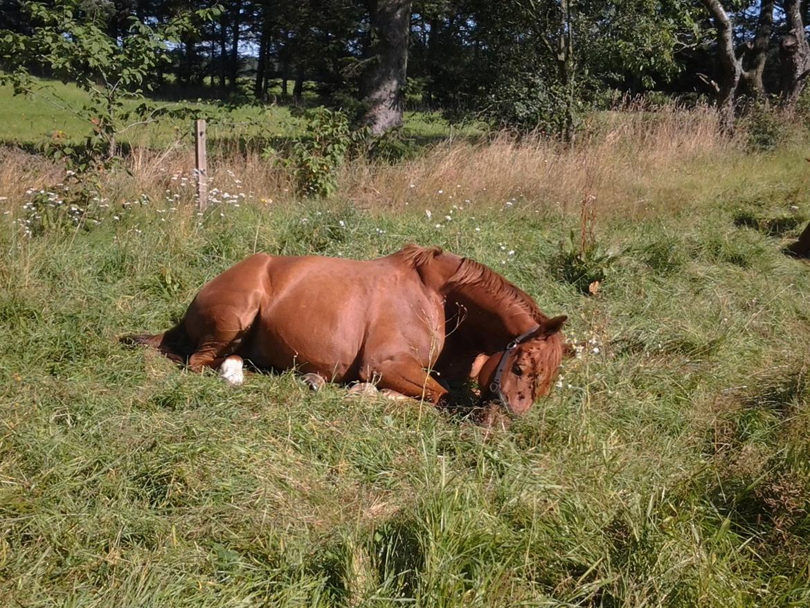 Hollandsk Varmblod Sojak (Jack) billede 10