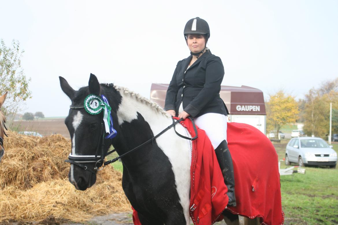 Irish Cob Crossbreed Bajella - Bajella's første rigtigte stævne en flot Anden og tredje plads :) billede 11