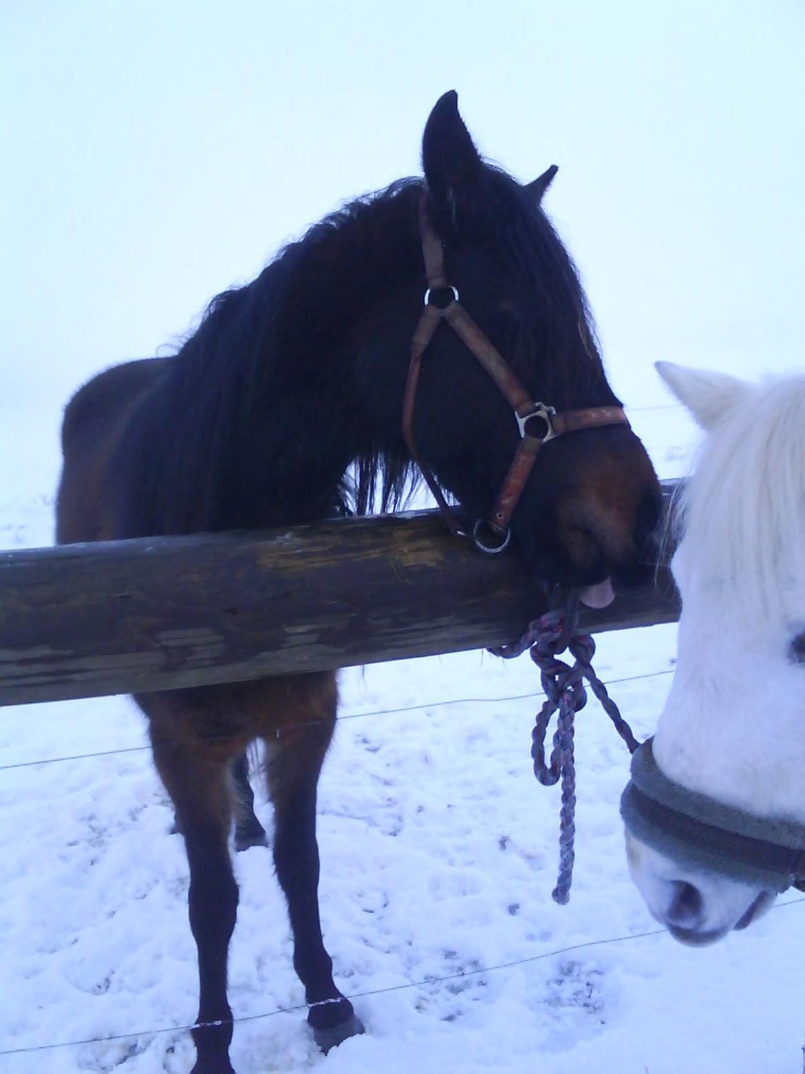 DSP Kjemtrup´s Celina - Jeg Befrier dig Isabella!! billede 1