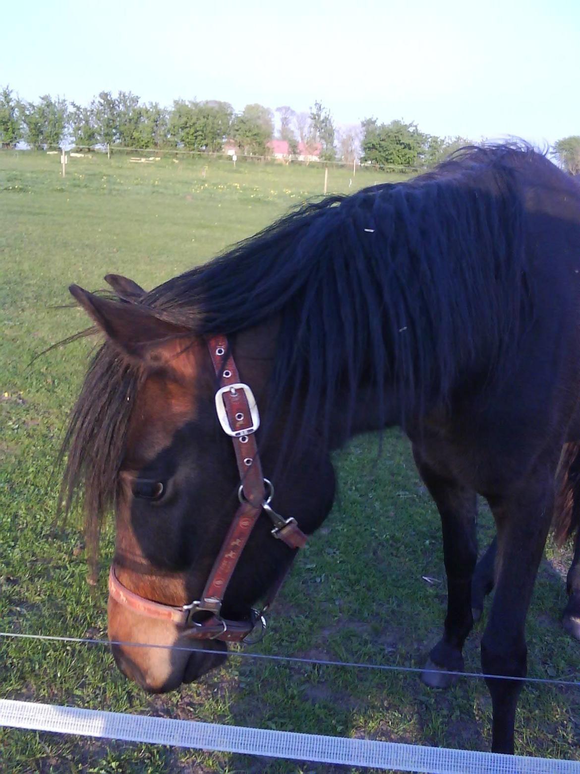 DSP Kjemtrup´s Celina - på fold som 2års billede 2