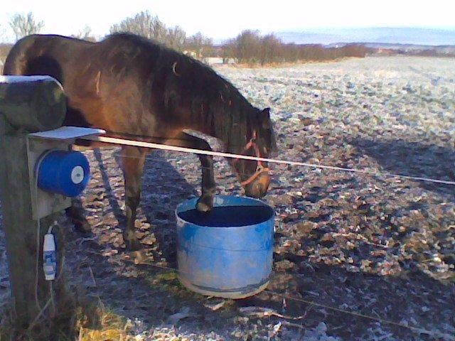 DSP Kjemtrup´s Celina - Gider de dumme mennesker ikke hakke hul i isen må man jo gøre det selv!! billede 3