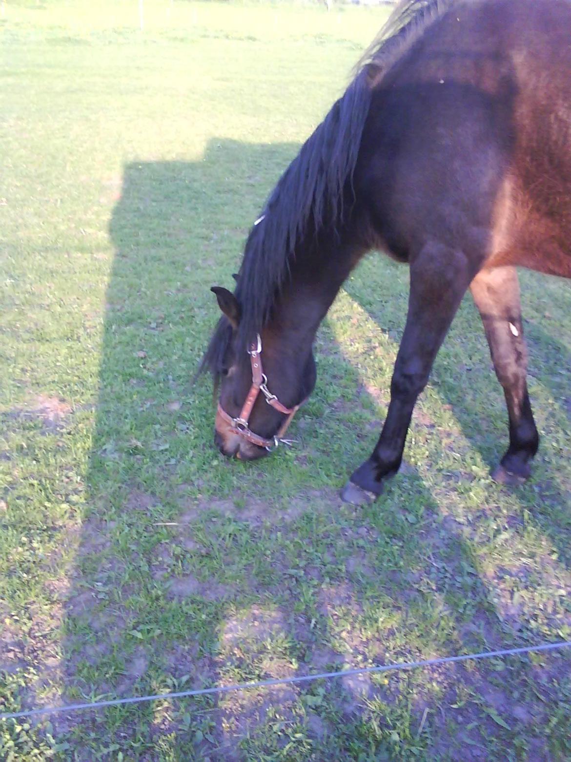 DSP Kjemtrup´s Celina - vil have mad gider ikke fotomodel mere lad mig nu være!! billede 5