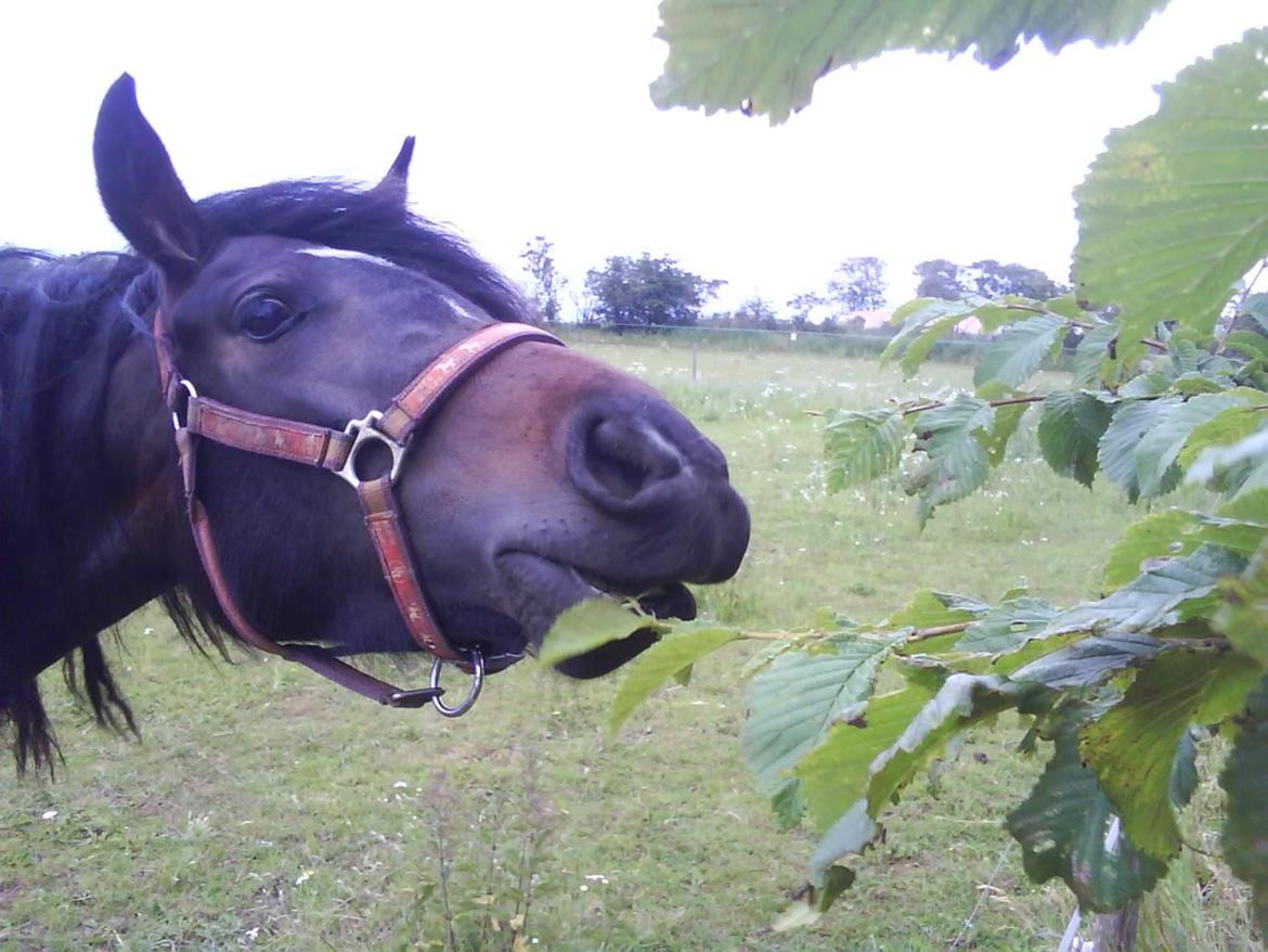 DSP Kjemtrup´s Celina - Kan man mon spise kastanjetræer?? billede 6