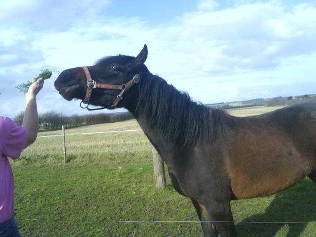 DSP Kjemtrup´s Celina - Mor giv mig dog de gullerødder!! billede 7