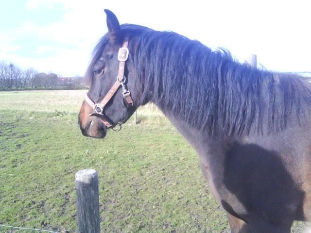 DSP Kjemtrup´s Celina - Fin og nyklippet billede 8