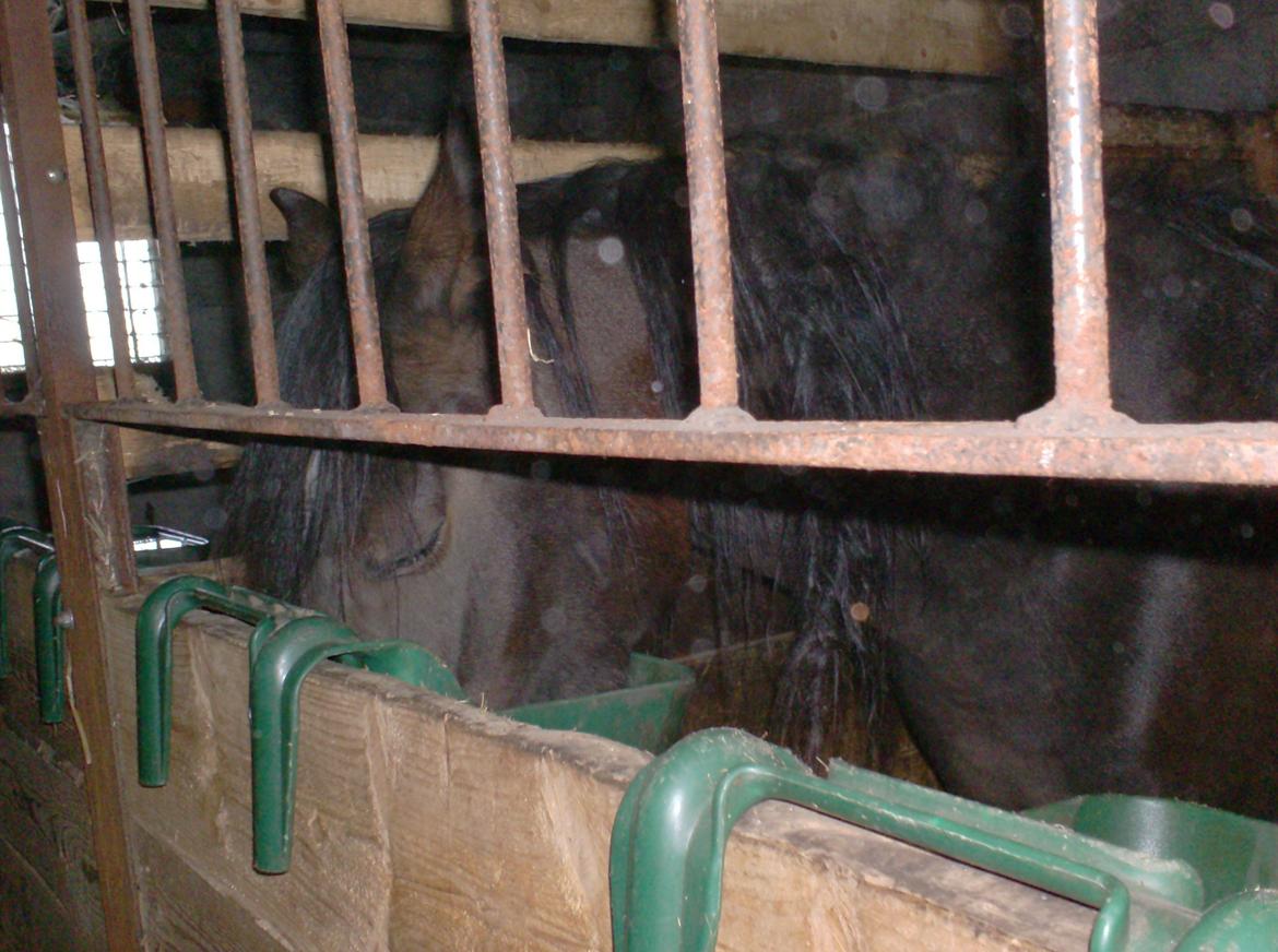 DSP Kjemtrup´s Celina - Jeg spiser aftensmad så lad mig dog være!! billede 9