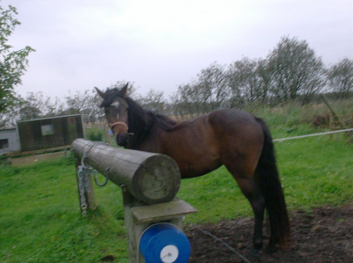 DSP Kjemtrup´s Celina - Jeg er klar til at komme ind kommer du og trækker mig ind?? billede 10