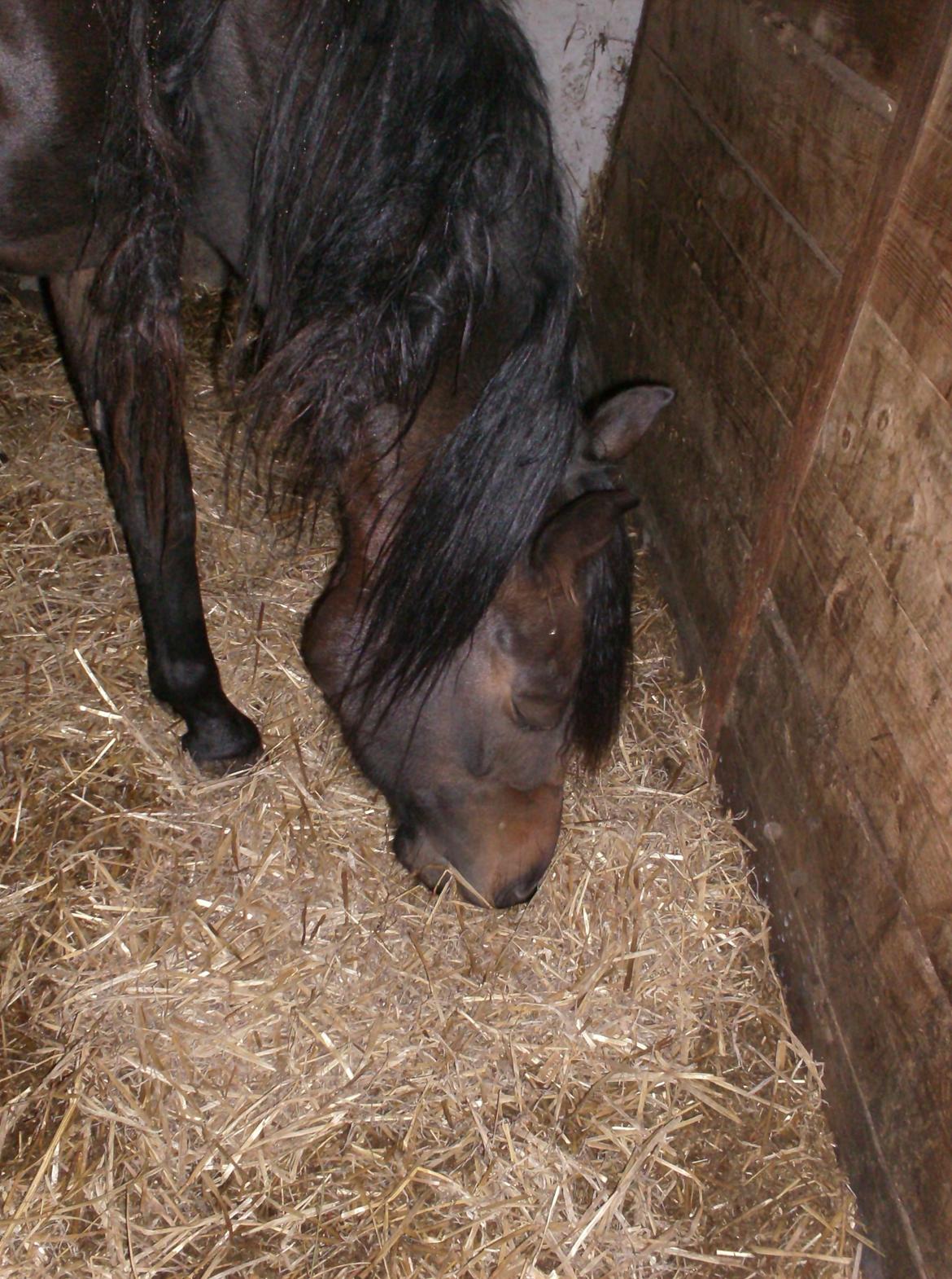 DSP Kjemtrup´s Celina - Spiiser lige min strøelse billede 11