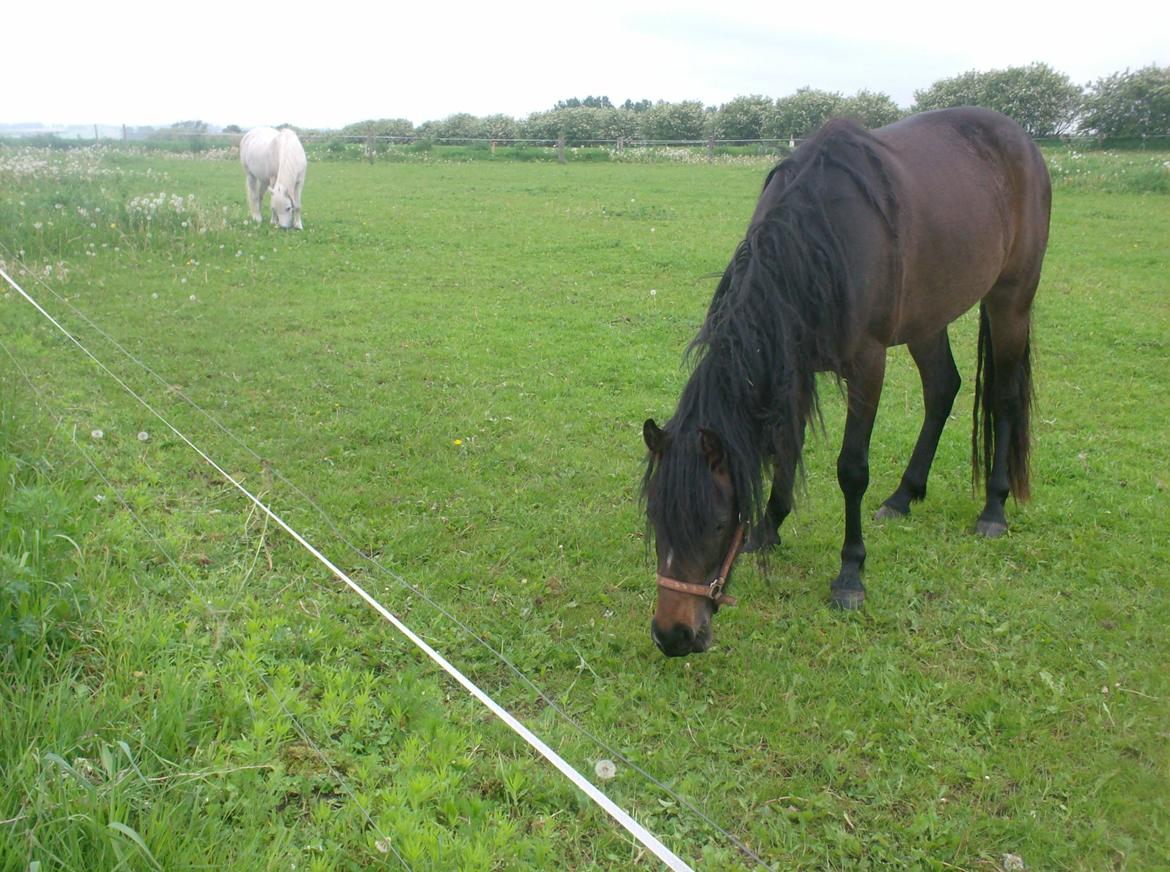 DSP Kjemtrup´s Celina - græsser og venter på gullerodstoppe billede 12