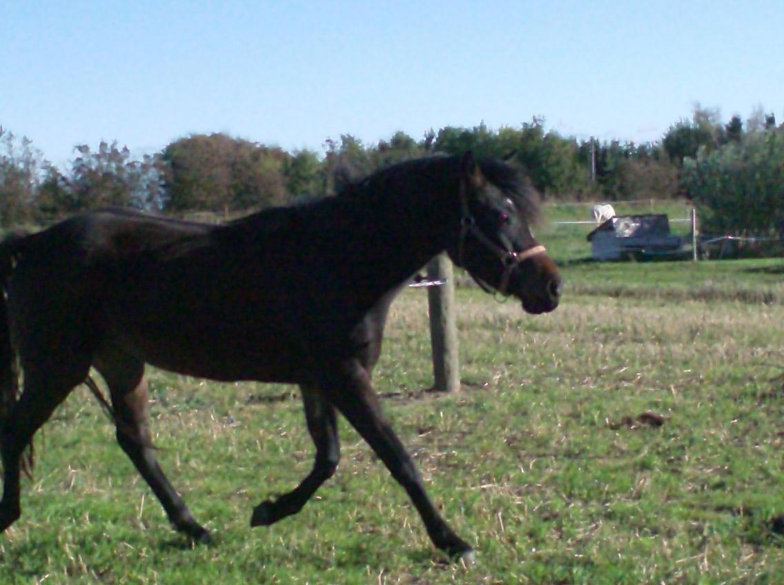 DSP Kjemtrup´s Celina - Traver på den ny fold billede 13