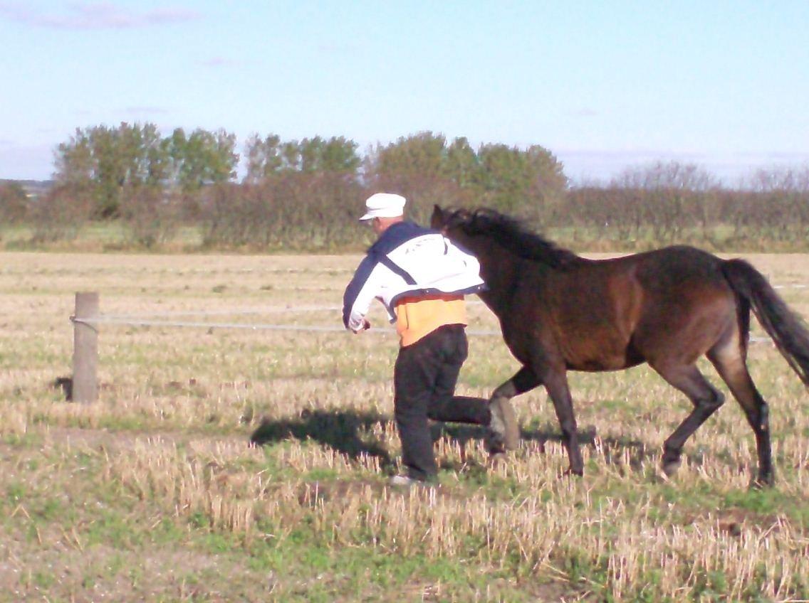 DSP Kjemtrup´s Celina - bangebuksen skulle have sin gunner med billede 14