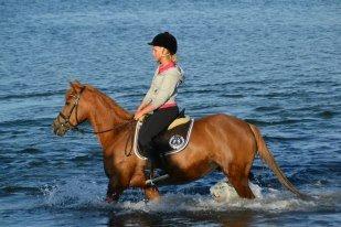 DSP Lindveds Musca - Musca ved stranden <3 billede 13