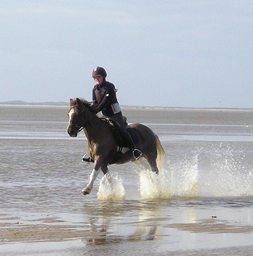 Anden særlig race Charlie *B-PONY* **R.I.P D. 13.03.2012** - Stranden. Bølledreng stak af flere gange<3 billede 19