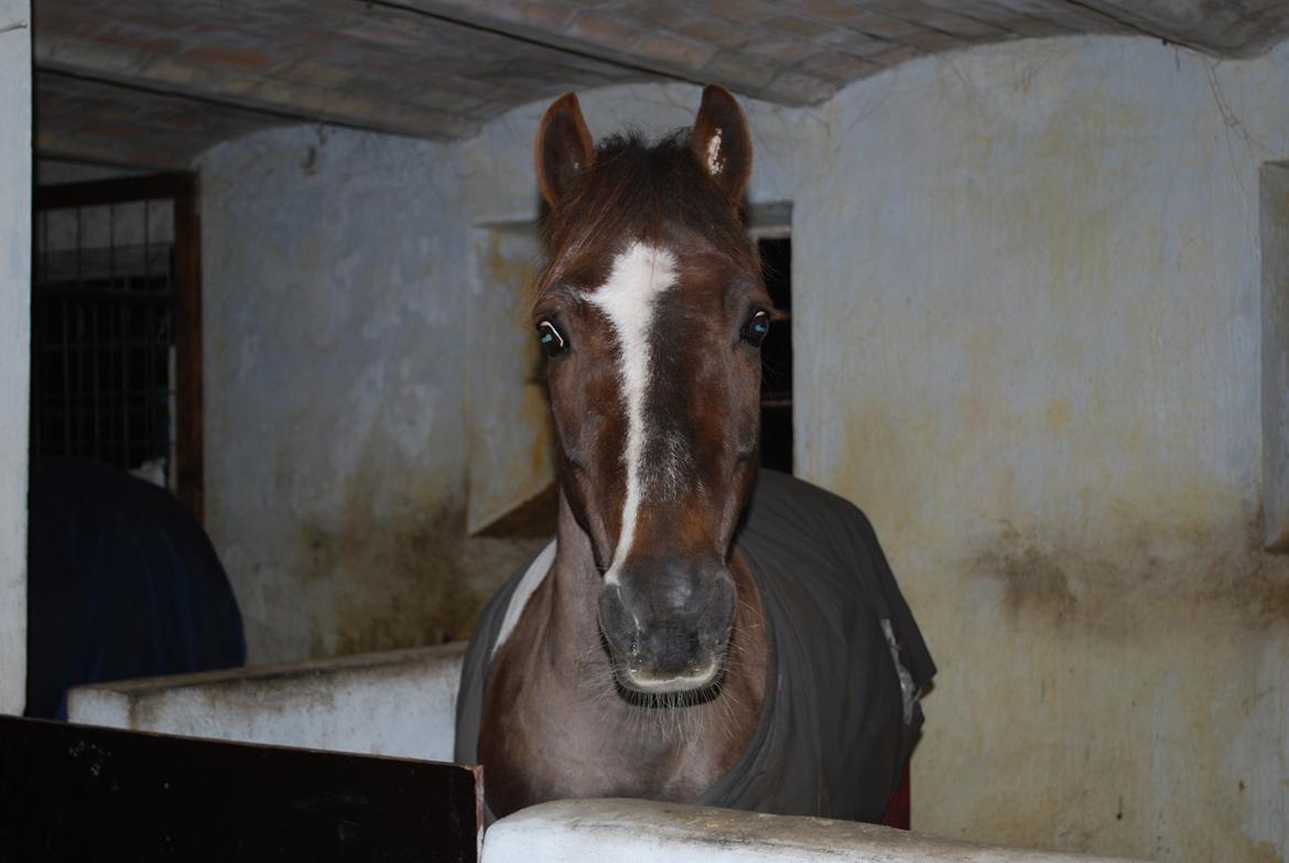 Anden særlig race Charlie *B-PONY* **R.I.P D. 13.03.2012** - Ingen som dig. Glemmer dig aldrig billede 1