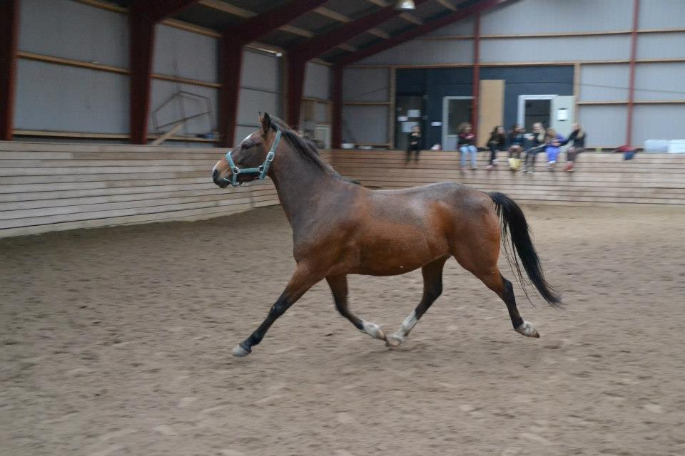 Anden særlig race Bahia - Min skat<3 billede 10