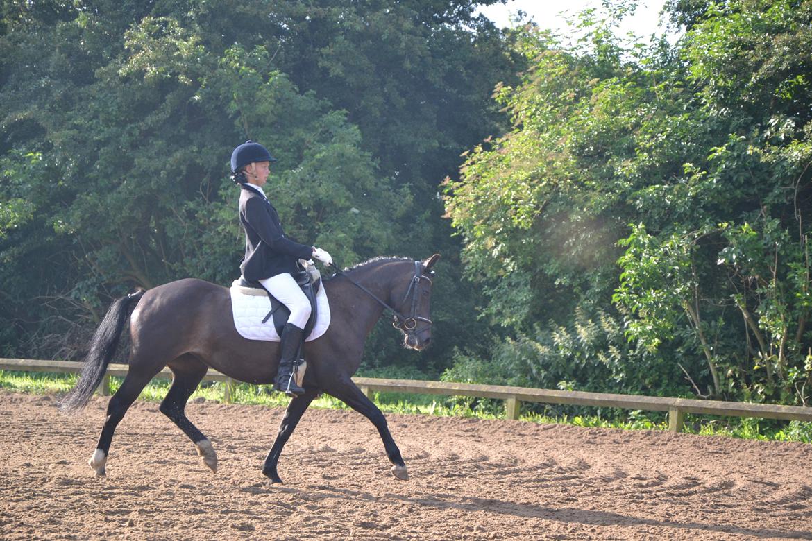 New Forest Krondalens Alymet - Til pony uge i Hammerum 2012 billede 1