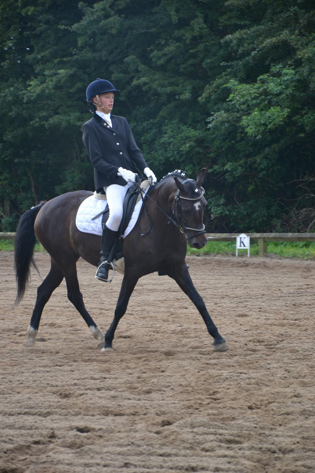 New Forest Krondalens Alymet - Til pony uge i Hammerum 2012 billede 2