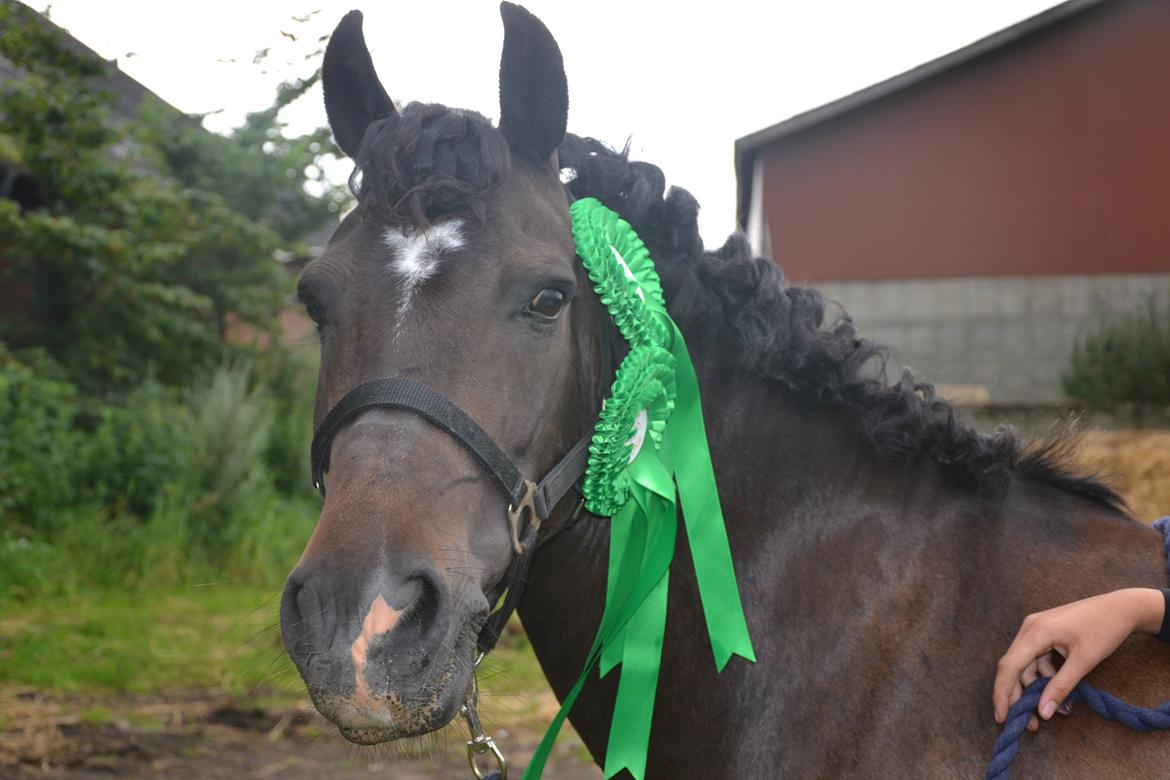 New Forest Krondalens Alymet - Rosetterne vi vandt til pony uge 2012 billede 3