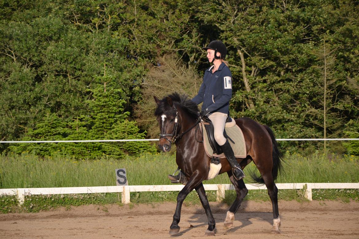 New Forest Krondalens Alymet - Hverdags træning med den lille pony billede 7