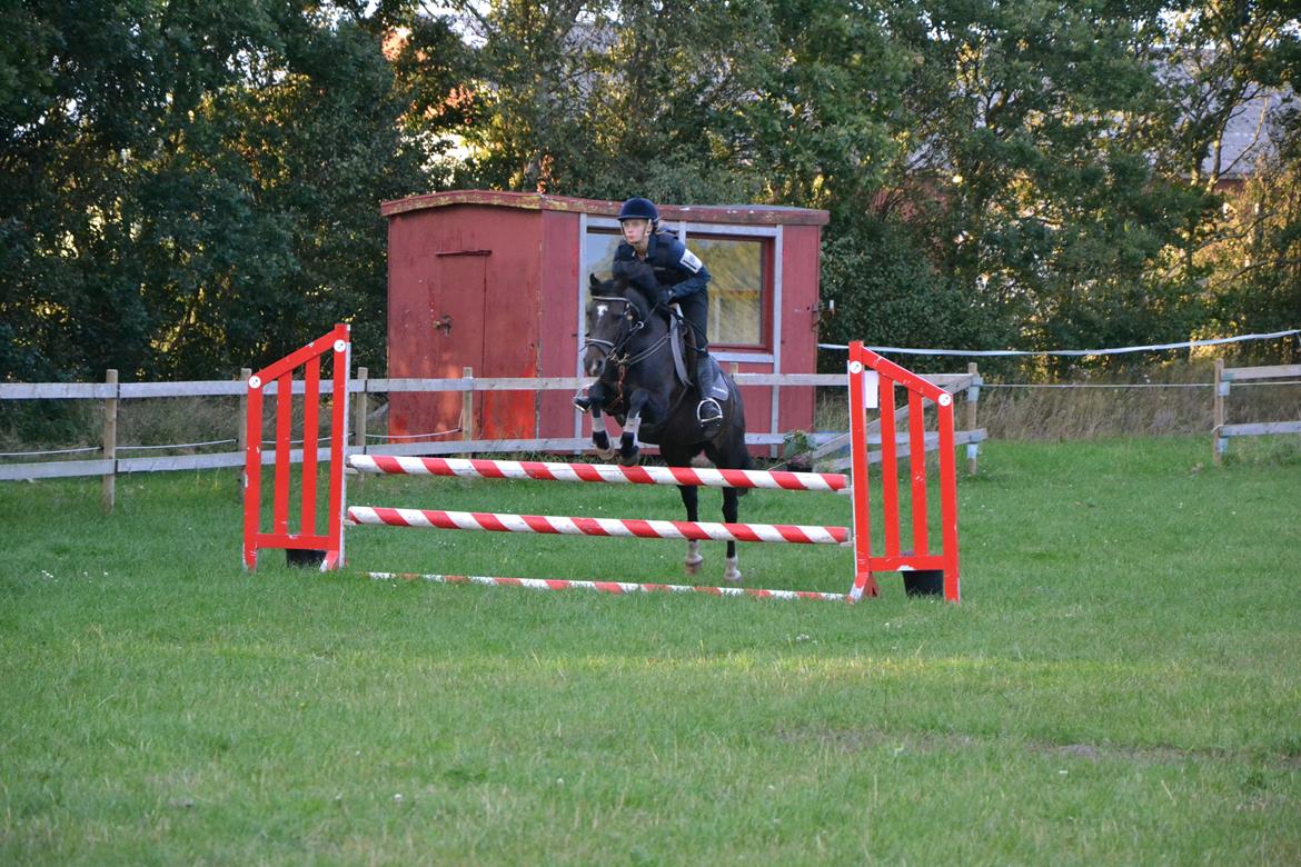 New Forest Krondalens Alymet - Til springundervisning billede 9
