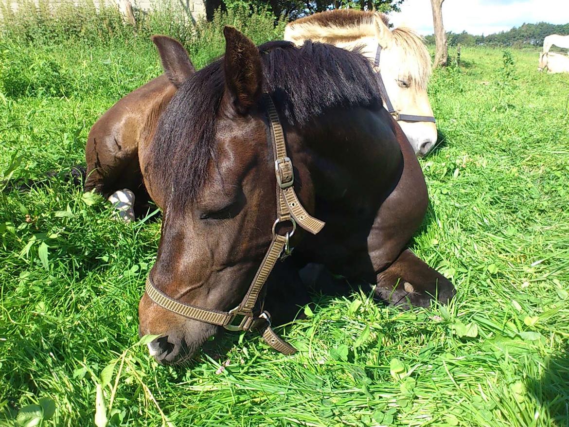 New Forest Krondalens Alymet - Tøsen slapper af på marken en varm sommerdag billede 12