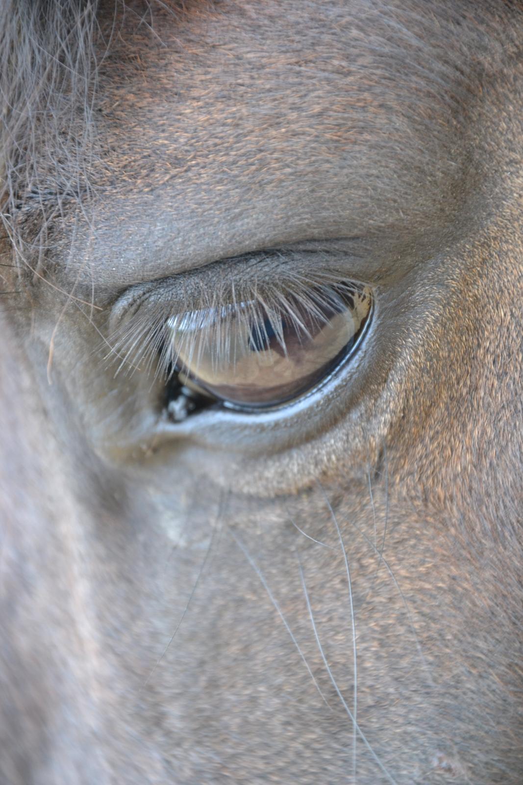 New Forest Krondalens Alymet - Du er min øjesten billede 13