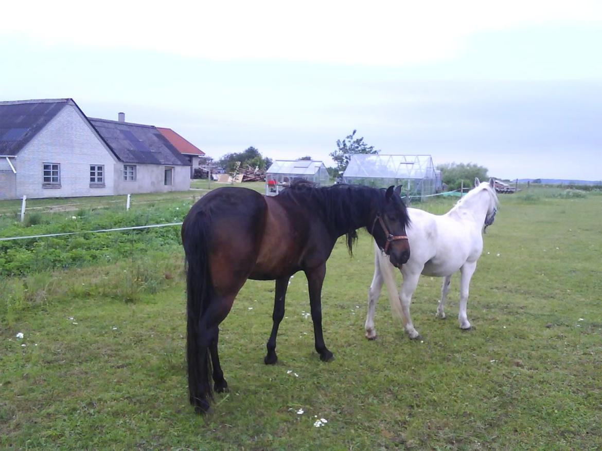 DSP Kjemtrup´s Celina - hvis jeg nu står bag Isabellaa kan hun ikke se mig billede 15