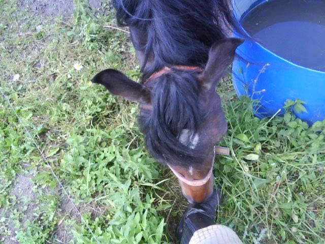 DSP Kjemtrup´s Celina - Hun spiser min fod billede 16