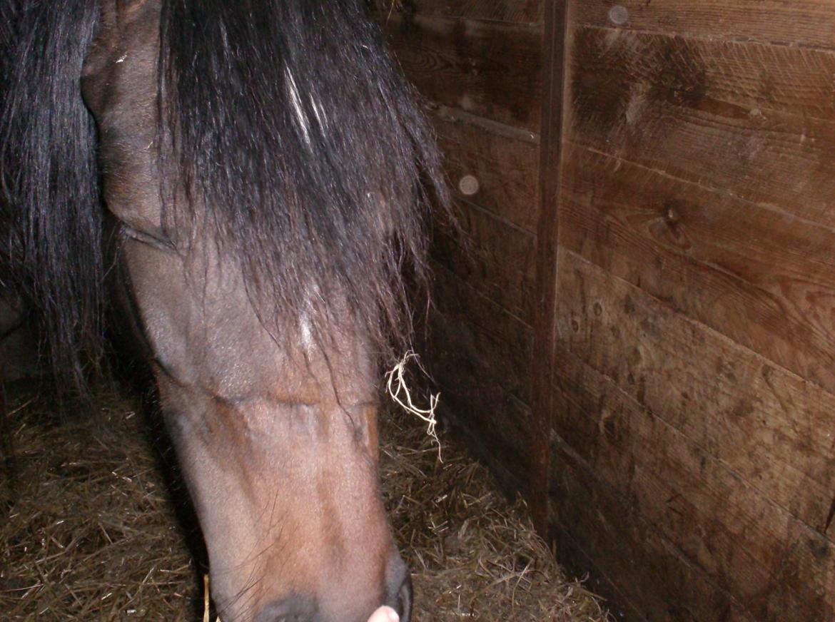 DSP Kjemtrup´s Celina - halmmonsteret billede 17