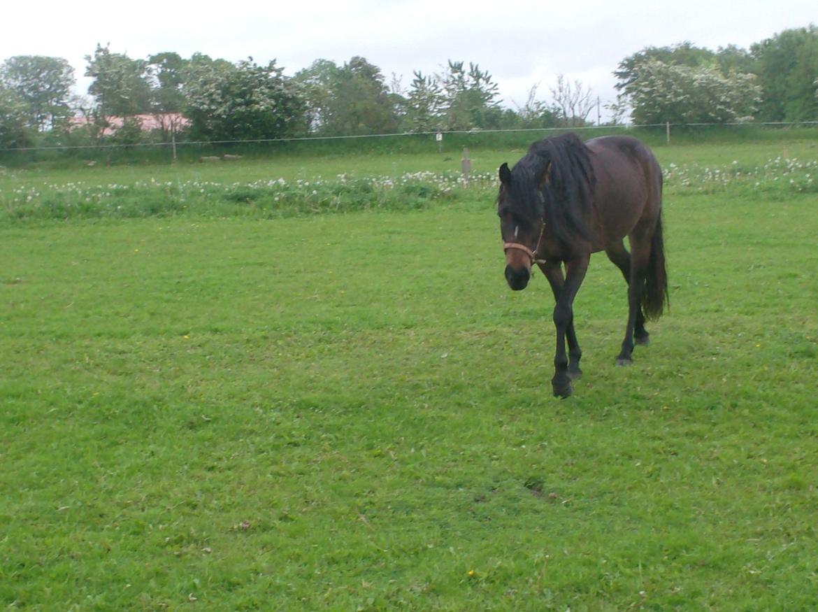 DSP Kjemtrup´s Celina - jeg kommer nu billede 18