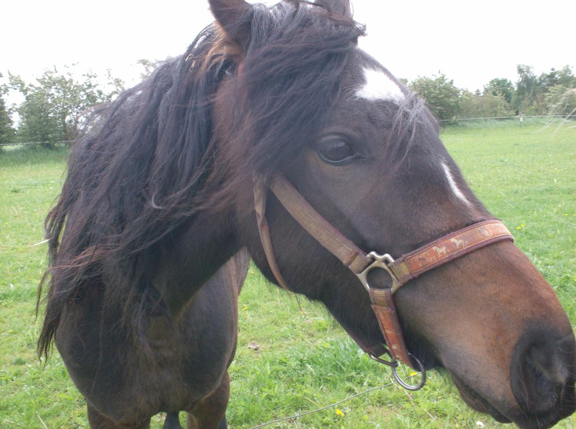 DSP Kjemtrup´s Celina - Kæmpe hoved billede 19