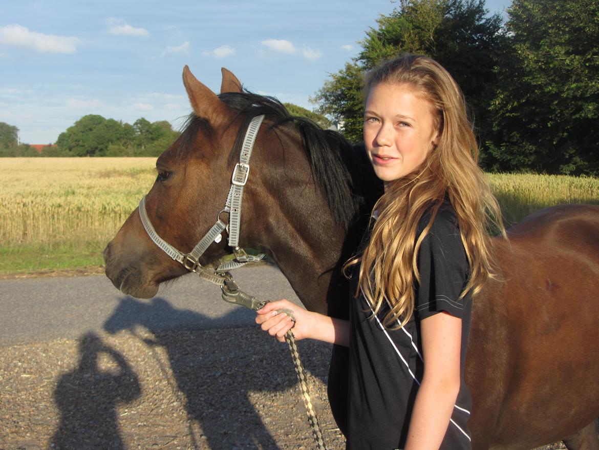 Welsh Pony (sec B) misty billede 6