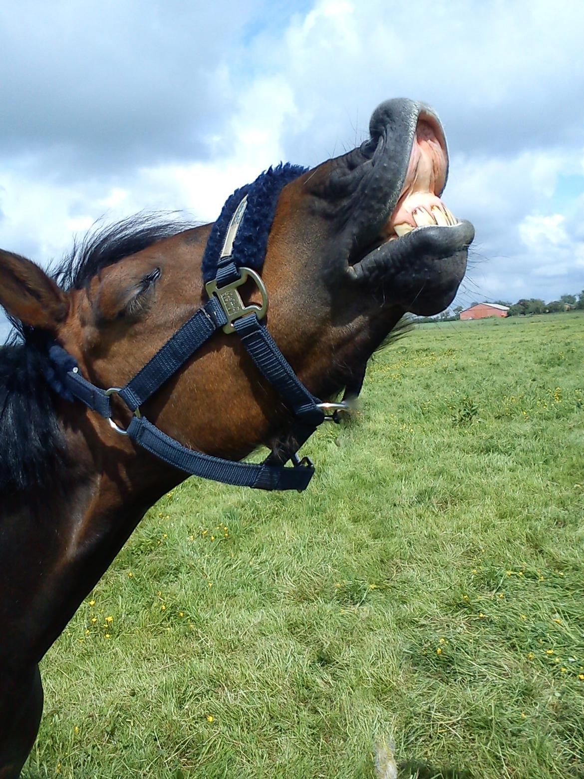 Welsh Pony (sec B) misty - Velkommen til Mistys profil;)<3 billede 1
