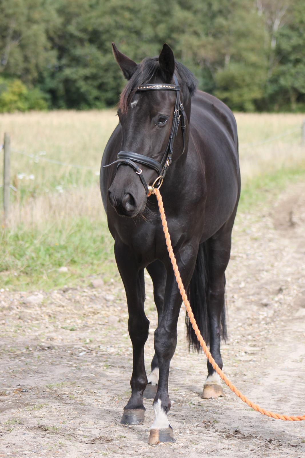 DSP Lille Asserholt Infinity - 23-09-2012 billede 2