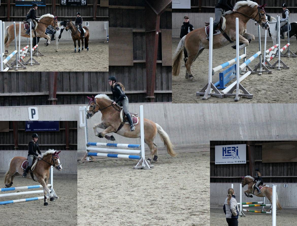 Haflinger Studgårdens Sally <3<3 - 12] Spring tæning :) De her billeder er taget lige efter vores første styrt. Men jeg kom op igen og fik lige et par spring. Hvis man kan se på det miterste billed at jeg er meget beskidt. så ved ihvorfor ;) Dato: 17.10 2012 foto: kan ikke huske. billede 12