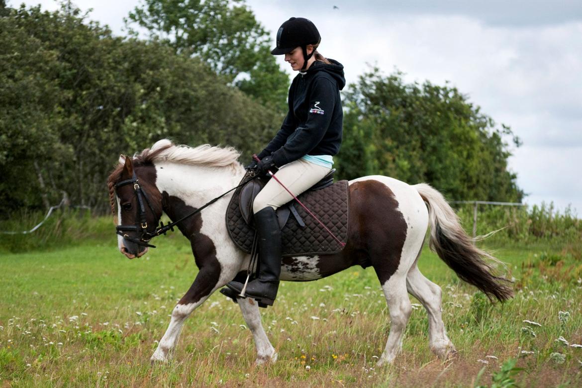 Anden særlig race Funny Spot billede 12